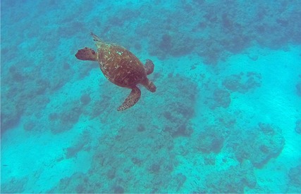 Turtle